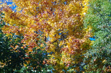 Trees with autumn leaves red, green, and red