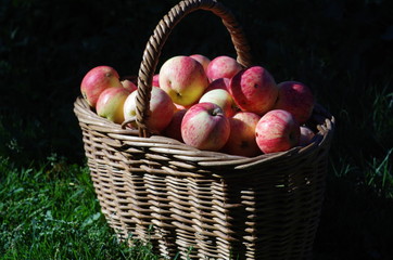 basket of red apples in the garden, autumn