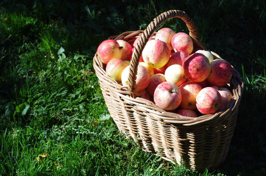 basket of red apples in the garden, autumn