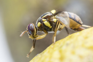 Flies cause diseases. Flies fruit.