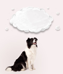 Cute border collie with empty cloud
