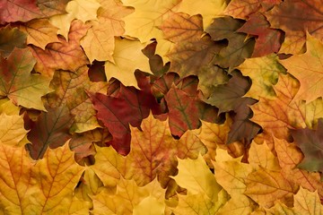 Naklejka na ściany i meble Colorful maple leaves. Thanksgiving, autumn.