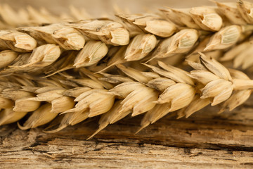 Spikelets of wheat on the old wooden background. Macro, closeup