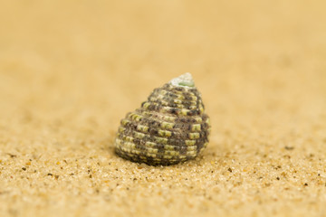 Sea shell on the sand. Macro