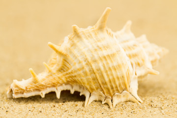 Fototapeta na wymiar Sea shell on the sand. Macro