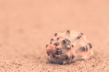 Sea shell on the sand. Macro