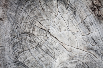 Old wood cut texture background