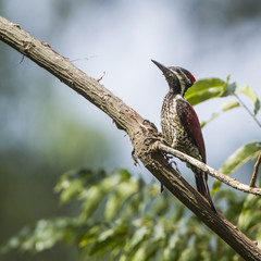 Black-rumped flameback in Ella, Sri Lanka
