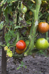 Fresh green tomatoes in the ground