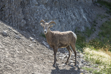 Rocky Mountain Big-Horned Sheep