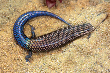 A blue skink hiding in the sand