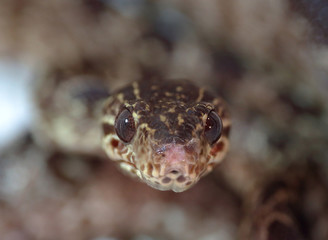 A snake looking at you