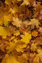 Autumn yellow leaves background
