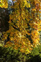 Autumn yellow leaves background