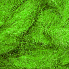 Wild hair in a close-up