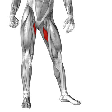 Conceptual 3D human front upper leg muscle anatomy