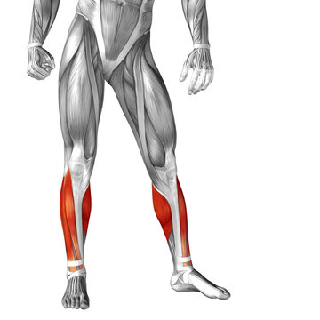 Conceptual 3D human front lower leg muscle anatomy