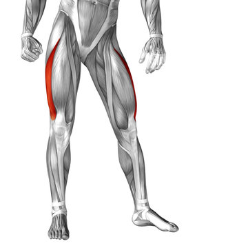 Conceptual 3D human front upper leg muscle anatomy