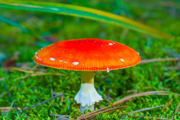 red flyagaric mushroom in a grass