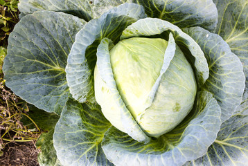 Cabbage in a summer garden