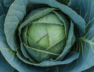 Obraz premium Cabbage
