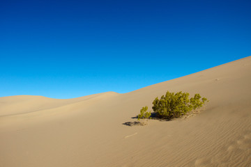 Fototapeta na wymiar Single Bush in Desert