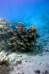 Fototapeta na wymiar bottom of tropical sea with coral reef on blue water background at great depth