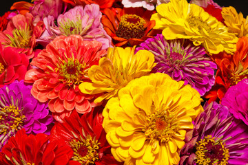 bunch of colorful flowers of zinnia - close up