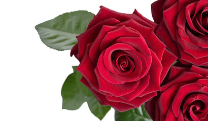 Three dark red velvet roses