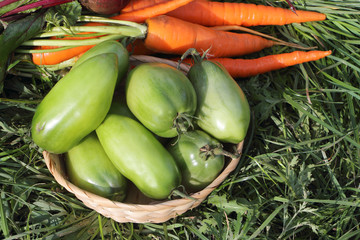 The vegetables lying on a grass in a garden