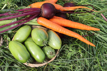 The vegetables lying on a grass in a garden