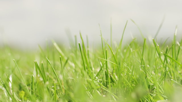 4K Green blades of grass blowing gently in a summer breeze, shot on Red Epic Dragon