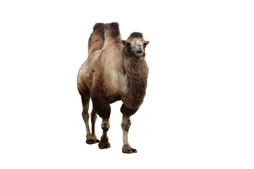 Door stickers Camel bactrian camel