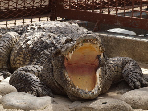 大欠伸？
残暑厳しいこの日、余りにもの暑さで大きく口を開けて。