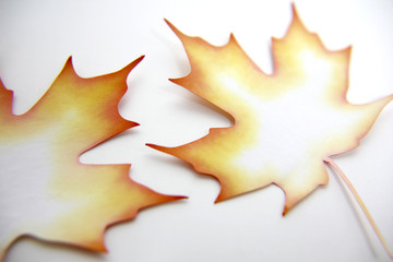 楓の葉