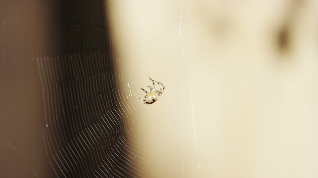 4K Spider creating lines as it builds it's web, shot on Red Epic Dragon