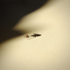 fliege