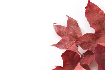 red leaf on white background