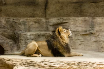 Photo sur Aluminium Lion lion couché avec les yeux dans le ciel