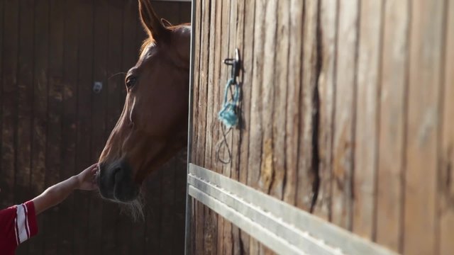 Ni&ntilde;o se acerca a acariciar caballo
