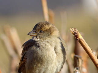 House Sparrow