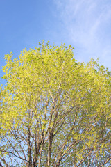 Fototapeta premium Tree in spring 