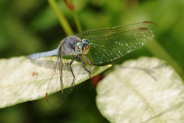 Keeled Skimmer, Orthetrum coerulescens