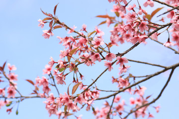 Wild Himalayan Cherry