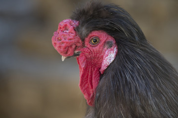 domestic rooster
