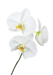 Plakat Orchid isolated on white background
