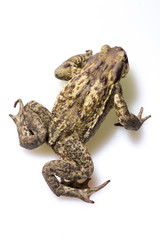 Rospo comune europeo, inquadratura del dorso e delle zampe