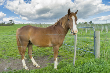 Close-up of horse in meadow