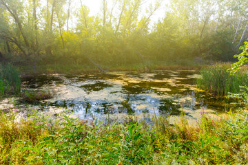 small summer lake in a forest