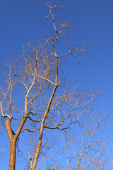 Tree in  the winter with blue sky